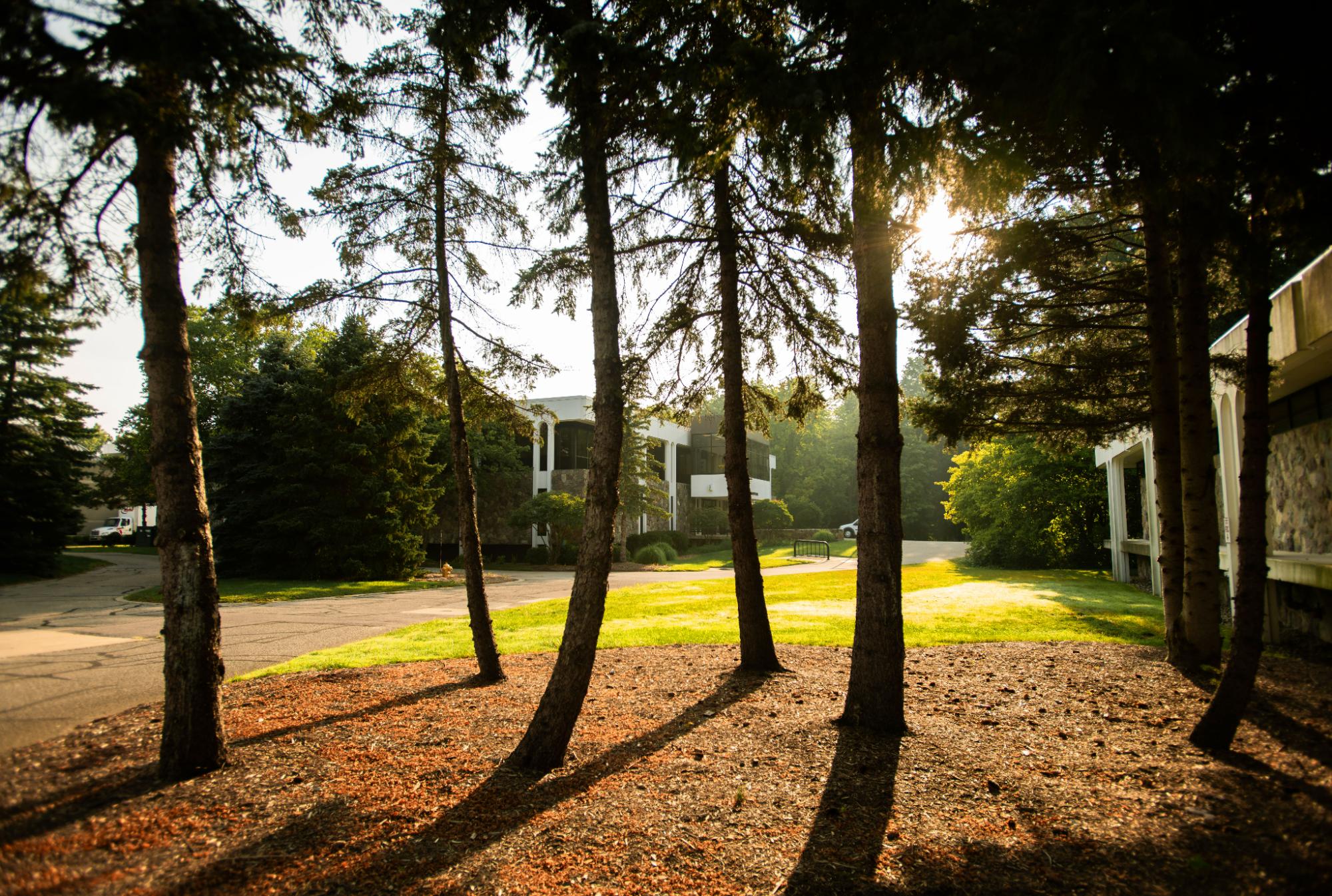 LHH in the summer through the trees